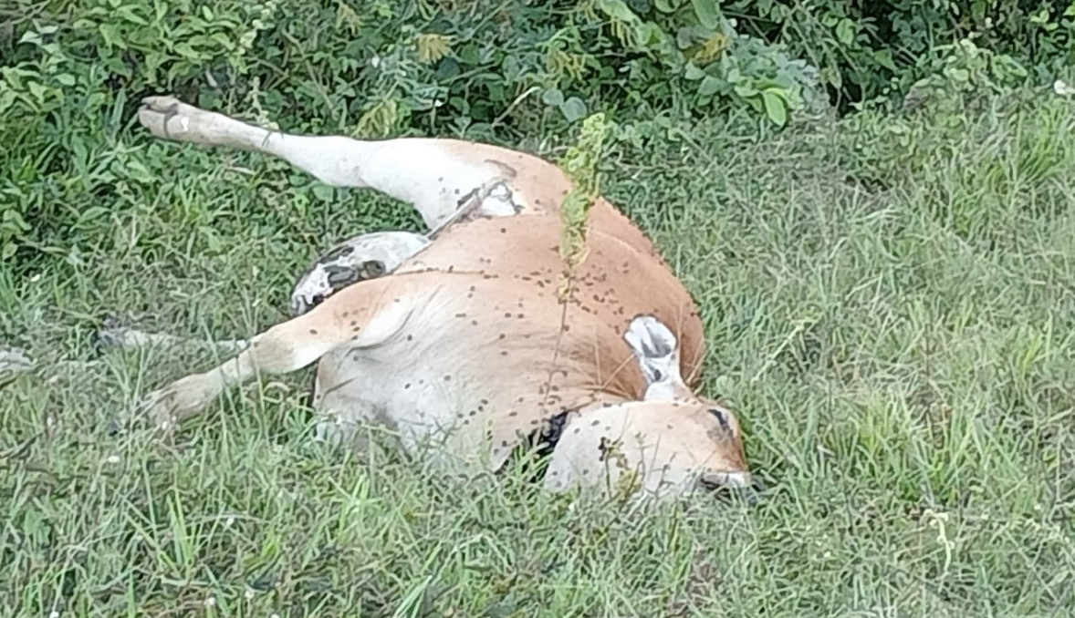 Tujuh Ekor Sapi Mati Diduga Keracunan di Majauleng, Polisi Lakukan Penyelidikan