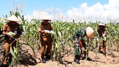 Wabup Kotabaru Pimpin Panen Jagung, Dorong Kesejahteraan Petani