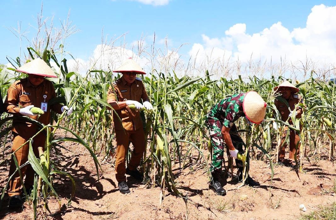 Wabup Kotabaru Pimpin Panen Jagung, Dorong Kesejahteraan Petani